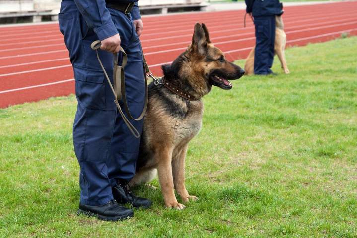 La dissuasion et la détection efficace d'un agent cynophile